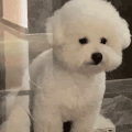 萌宠 狗狗 吐舌 呆萌 可爱