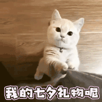 萌宠 猫咪 我的七夕礼物呢 呆萌 可爱
