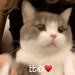 猫咪 比心 情侣 情人节 可爱