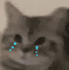 萌宠 猫咪 哭 呆萌 可爱