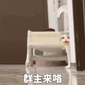 萌宠 猫咪 群主来咯 呆萌 可爱
