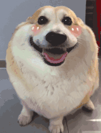 萌宠 狗狗 害羞 呆萌 可爱