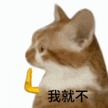 萌寵 貓咪 我就不 呆萌 可愛