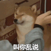 萌宠 狗狗 叫你乱说 呆萌 可爱