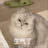 萌宠 猫 生气 难受 呆萌 可爱