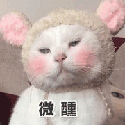 沙雕猫