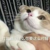 萌宠 猫星人 我做错了什么 你要这么对我 呆萌 可爱
