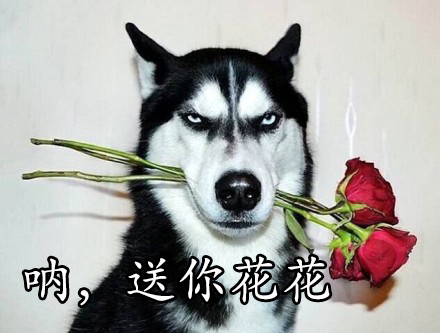 呐送你花花gif动图_动态图_表情包下载_soogif