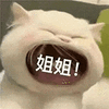 萌宠 猫咪 姐姐 呆萌 可爱