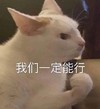 萌宠 猫 我们一定能行 加油 呆萌 可爱