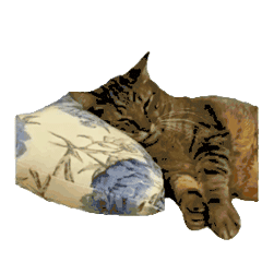 猫咪 可爱 搞怪 沙雕