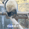 萌宠 熊猫 可给我累坏了 呆萌 可爱