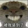 萌宠 猫咪 被我装到了 呆萌 可爱