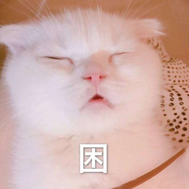 猫咪表情包 犯困图片