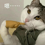 萌宠 猫咪 嗯 呆萌 可爱