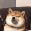 萌宠 狗狗 睡觉 呆萌 可爱
