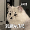 萌宠 猫咪 辣就到起为几吧 呆萌 可爱