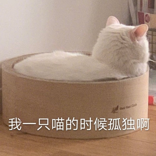 可怜的猫咪表情包图片