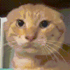 萌宠 猫咪 生气 呆萌 可爱