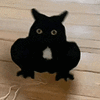 萌宠 猫咪 嫌弃 呆萌 可爱