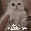 萌宠 猫咪 不不可以人家是正经小猫咪 呆萌 可爱