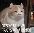 萌宠 猫咪 朋友们早上好不好也可以随便你 呆萌 可爱