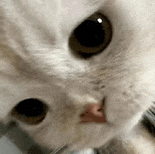 萌宠 猫咪 无辜 呆萌 可爱