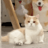 萌宠 猫咪 ？？ 呆萌 可爱