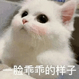 萌寵 貓咪 一臉乖乖的樣子 呆萌 可愛