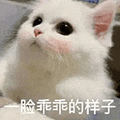 萌宠 猫咪 一脸乖乖的样子 呆萌 可爱