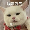 萌宠 猫星人 哎 难受 呆萌 可爱