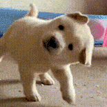 萌宠 狗狗 疑惑 呆萌 可爱