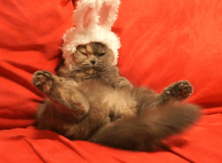 穿兔子衣服的猫动图图片