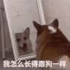 萌宠 狗狗 我怎么长得跟狗一样 呆萌 可爱