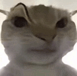 萌宠 猫咪 生气 呆萌 可爱