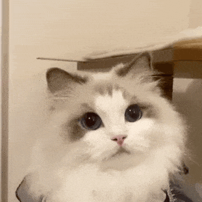 萌宠 猫咪 爱心 呆萌 可爱