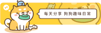 萌宠 狗狗 每天分享狗狗趣味日常 呆萌 可爱