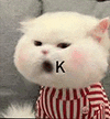 萌宠 猫咪 ok 呆萌 可爱