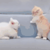萌宠 猫咪 我来了 呆萌 可爱
