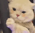 萌宠 猫咪 盯 呆萌 可爱