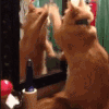 萌宠 猫咪 打 呆萌 可爱