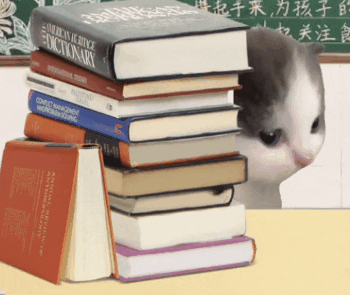 萌宠 猫咪 书 呆萌 可爱