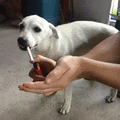 萌宠 狗狗 抽烟 呆萌 可爱