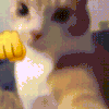 萌宠 猫咪 打你 呆萌 可爱