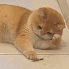 萌宠 猫咪 无聊 呆萌 可爱