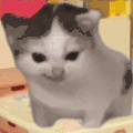 萌宠 猫咪 生气 呆萌 可爱