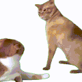 萌宠 猫咪 打 呆萌 可爱