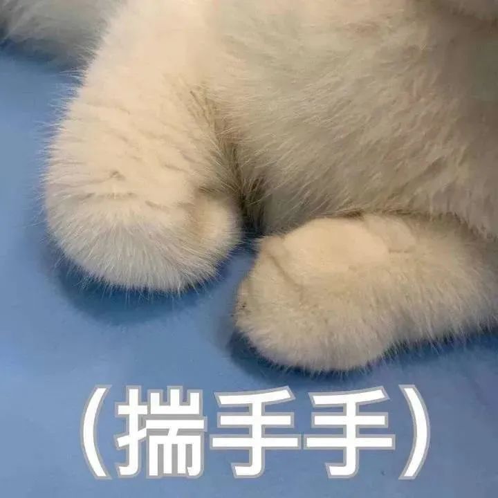 揣手手猫咪表情包图片