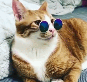 猫咪戴眼镜欢乐可爱gif动图