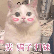 沙雕猫